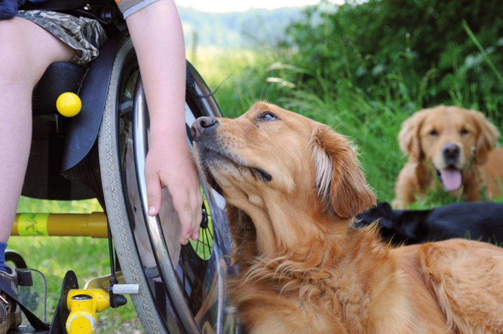 Assistenzhund einer Rollstuhlfahrerin